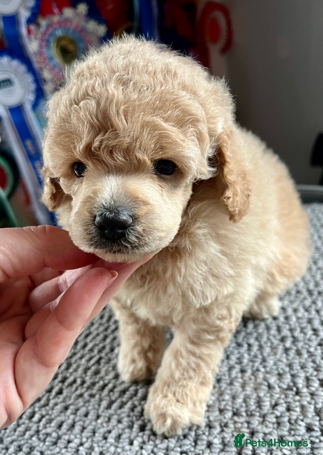 Toy Poodle dogs for sale: KC Toy Poodle Puppies - Image 15