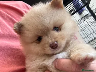 Pomeranian dogs Pups ready to leave chip and first jab done - Advert 9