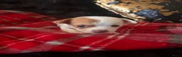 Chihuahua dogs for sale: Chihuahua Puppy Boy🤍🤎 - Advert 9