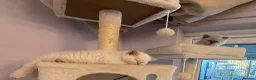 Selkirk Rex cats for sale: Selkirk rex kittens  - Advert 15