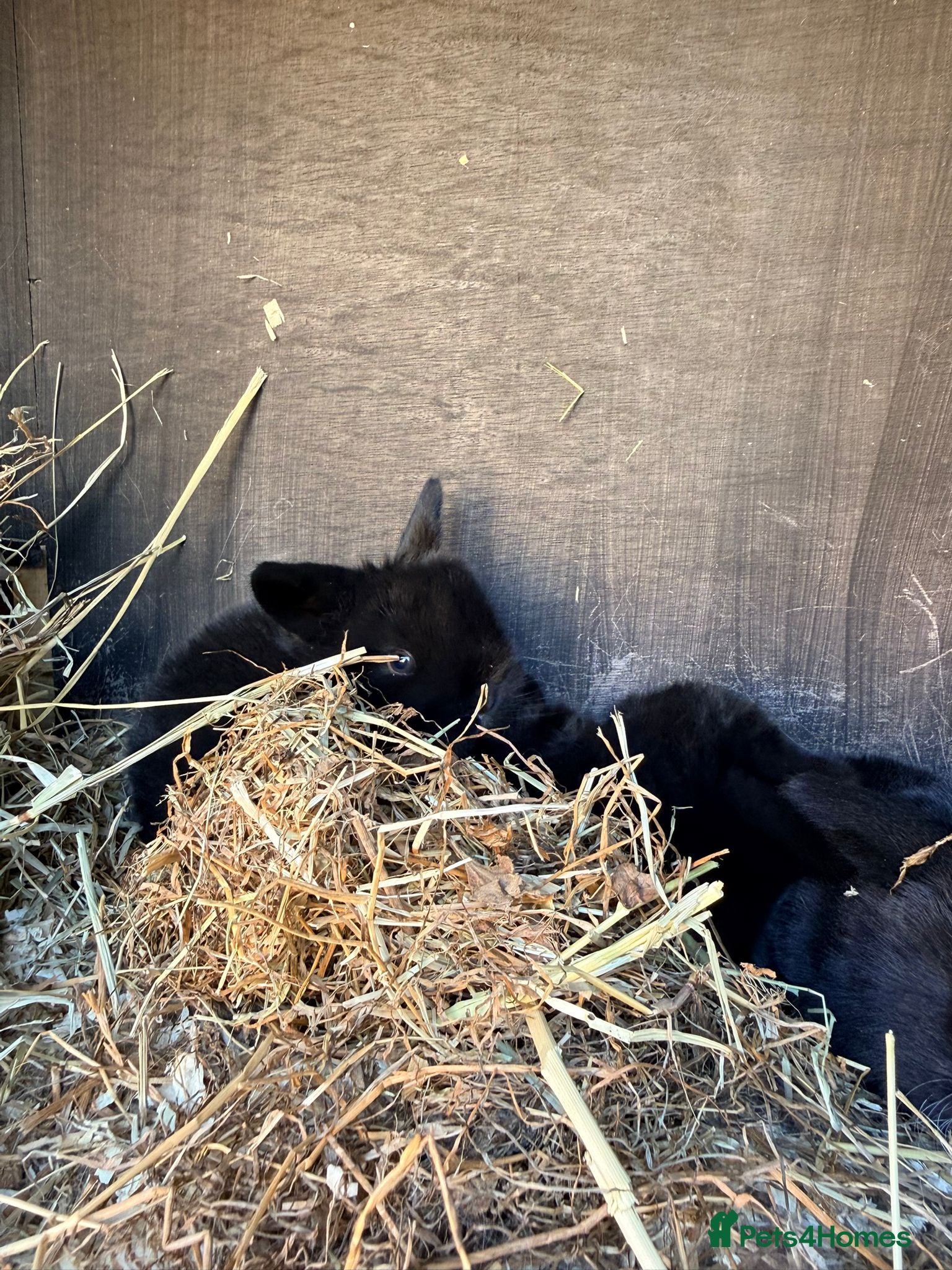 Mini Lion Lop rabbits Stunning Mini LionLops for Sale  - Advert 2