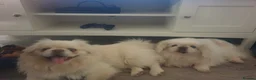 Pekingese dogs for sale: Stunning pekingese puppies  in Lutterworth - Advert 7