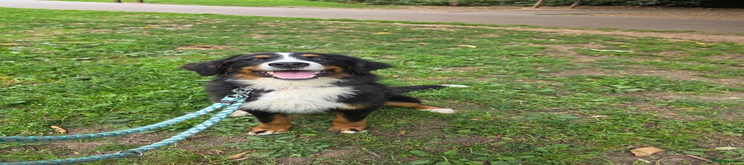Bernese Mountain Dog Puppy 1