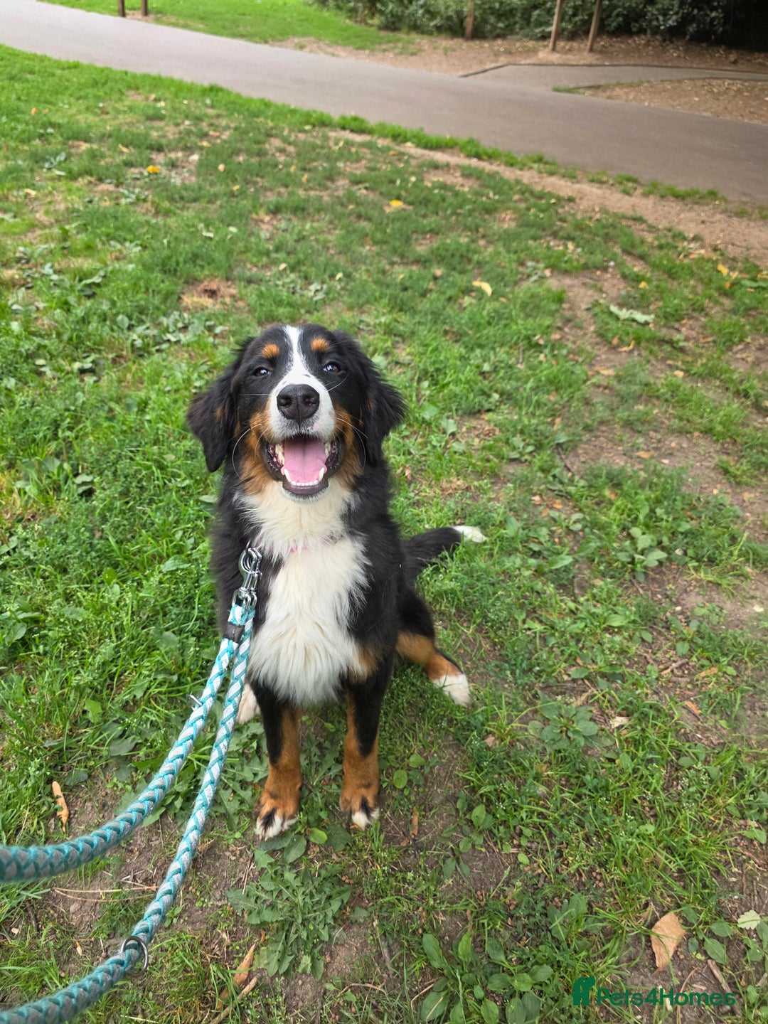 Bernese Mountain Dog dogs for sale: Female 8 month old pedigree  - Image 3