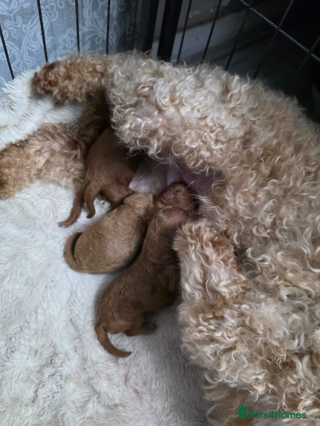 Toy Poodle dogs for sale: Stunning  toy poodle puppies  - Advert 2