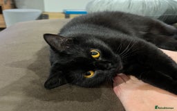 Ragdoll cats for sale: Beautiful coat Mink Ragdoll X British Short hair - Image 12