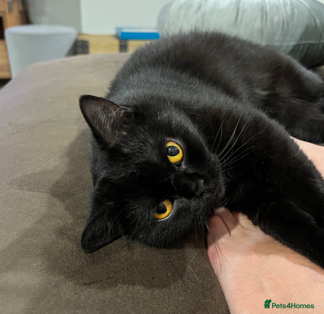 Ragdoll cats for sale: Beautiful coat Mink Ragdoll X British Short hair - Image 12