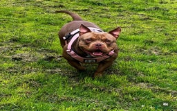 American Bully dogs for sale: American pocket bully - Image 2