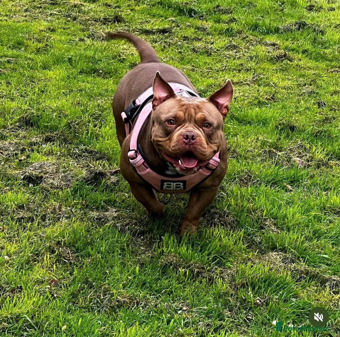 American Bully dogs for sale: American pocket bully - Image 2