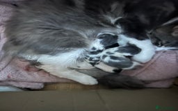 Mixed Breed cats for sale: Fluffy kittens ready soon  - Image 2