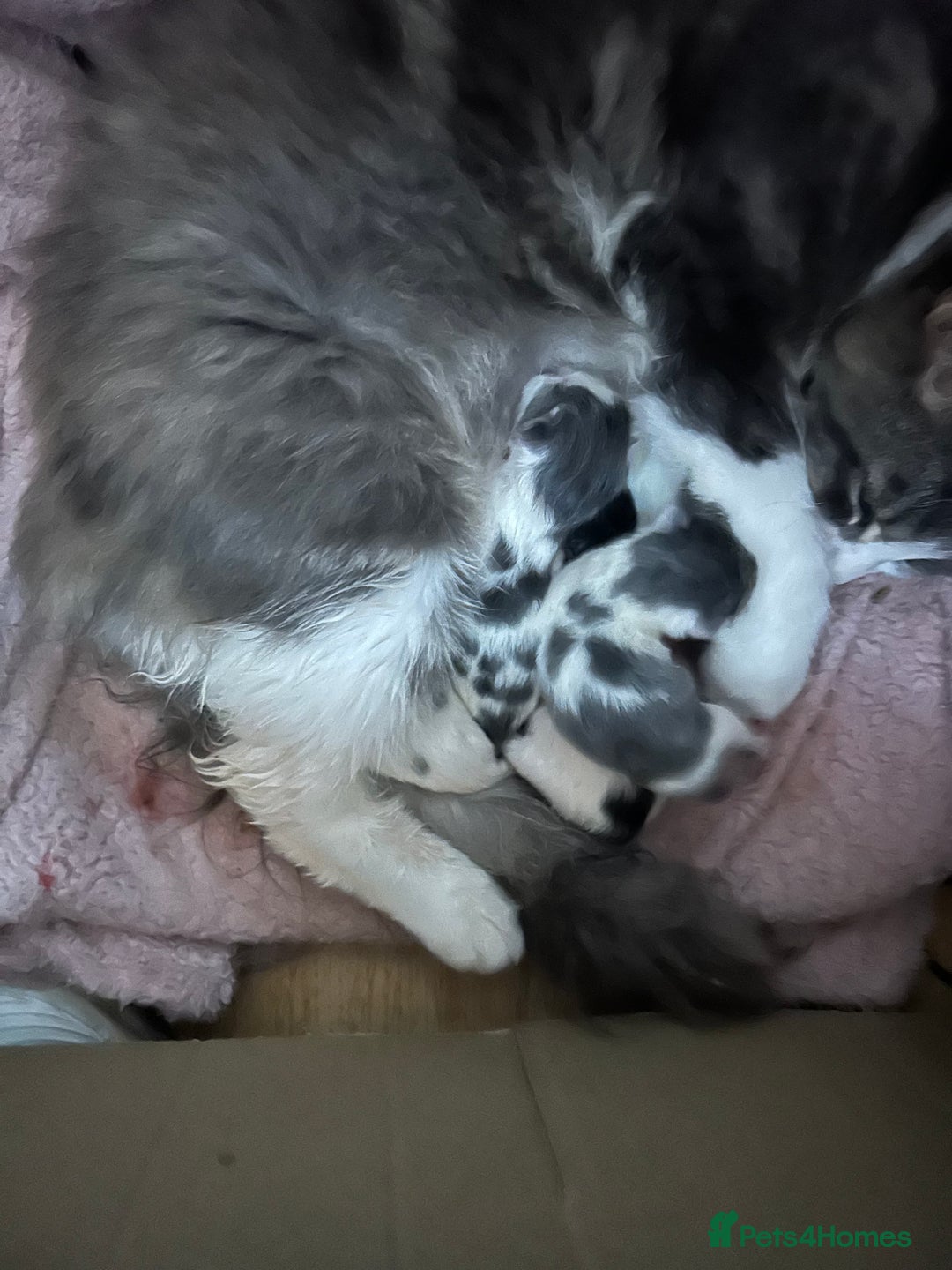 Mixed Breed cats for sale: Fluffy kittens ready soon  - Image 2