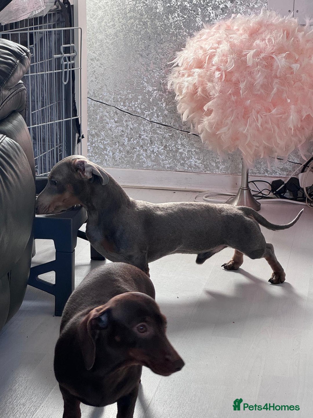 Miniature Dachshund dogs for stud: Miniature daschund stud  - Image 6