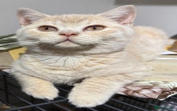 British Shorthair cats for sale: British Short Hair Cream Kitten in London - Image 6