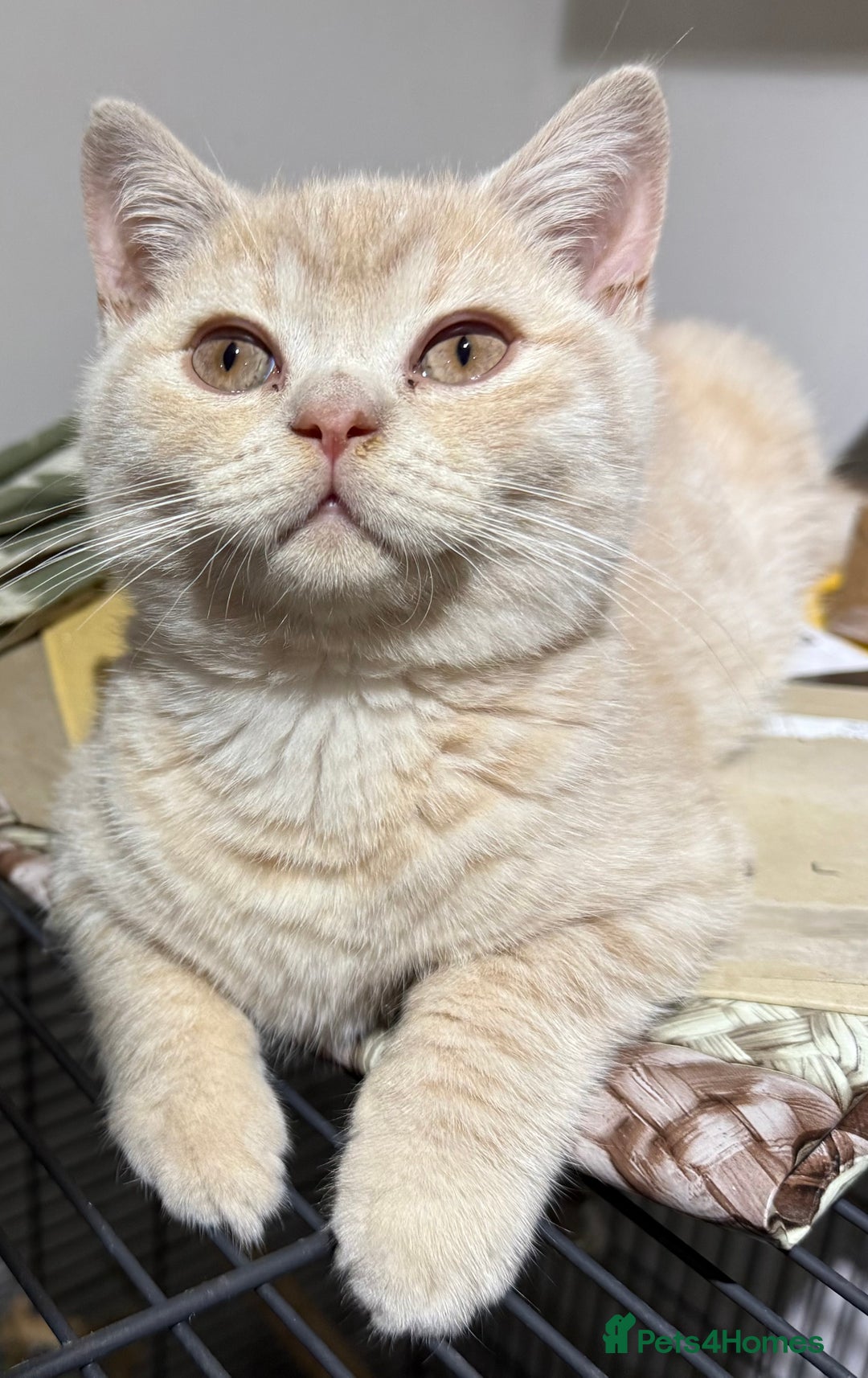British Shorthair cats for sale: British Short Hair Cream Kitten in London - Image 6