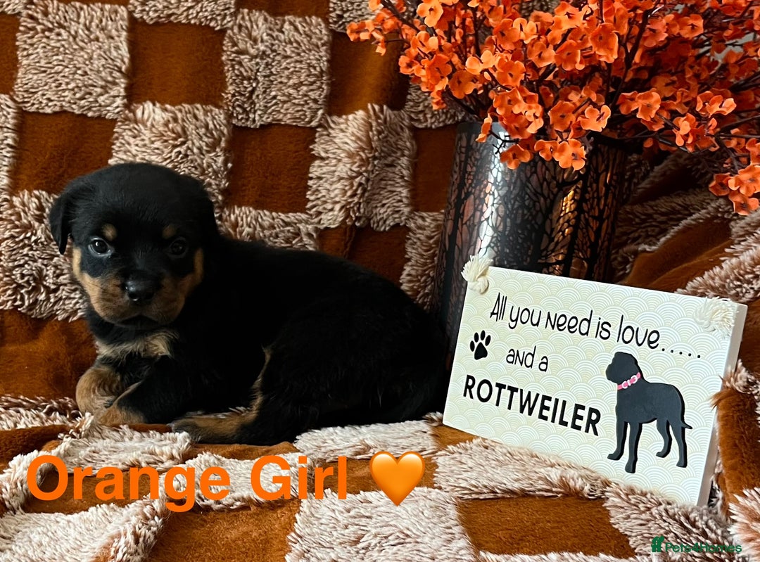 Rottweiler dogs for sale: The best of the best Rottweilers  - Image 34