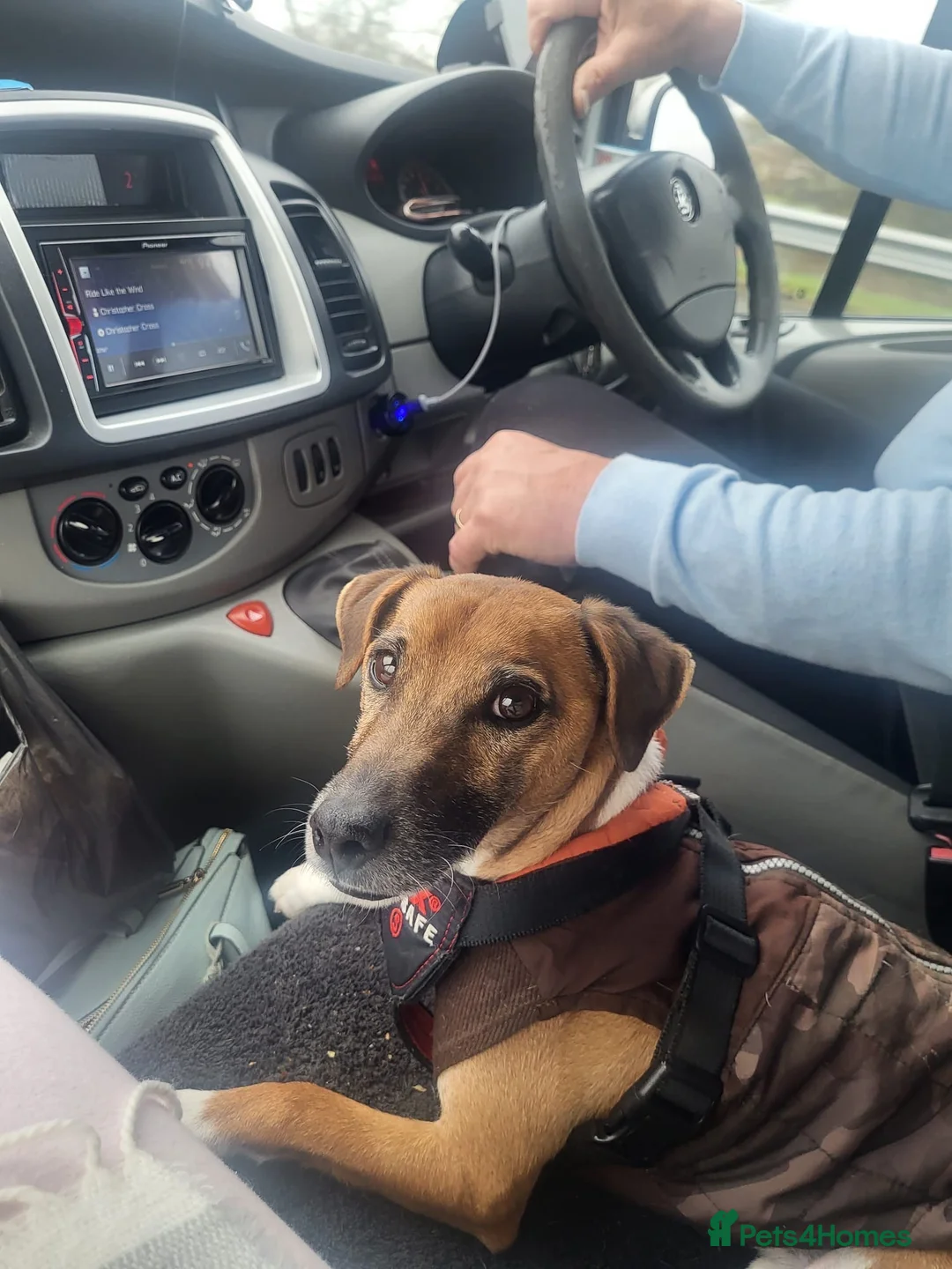 Plummer Terrier dogs for sale: Mr Digger in Romney Marsh - Advert 1