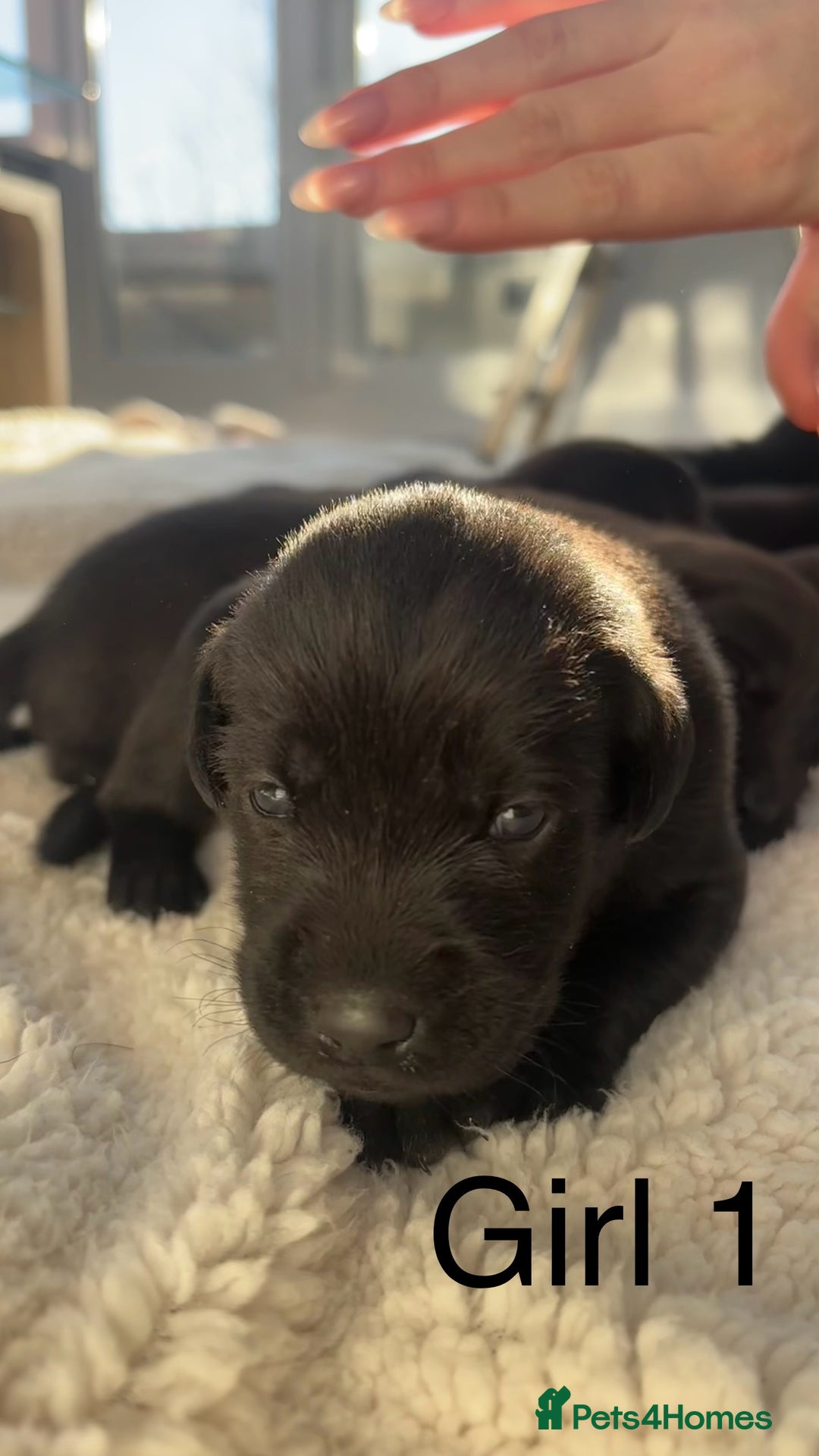 Labrador Retriever dogs for sale: KC registered Labrador pups - Advert 12