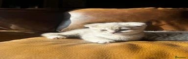 Scottish Fold 2