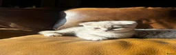 Scottish Fold cats for sale: ✨ Beautiful TICA babies Fold & Straight ✨  - Advert 26