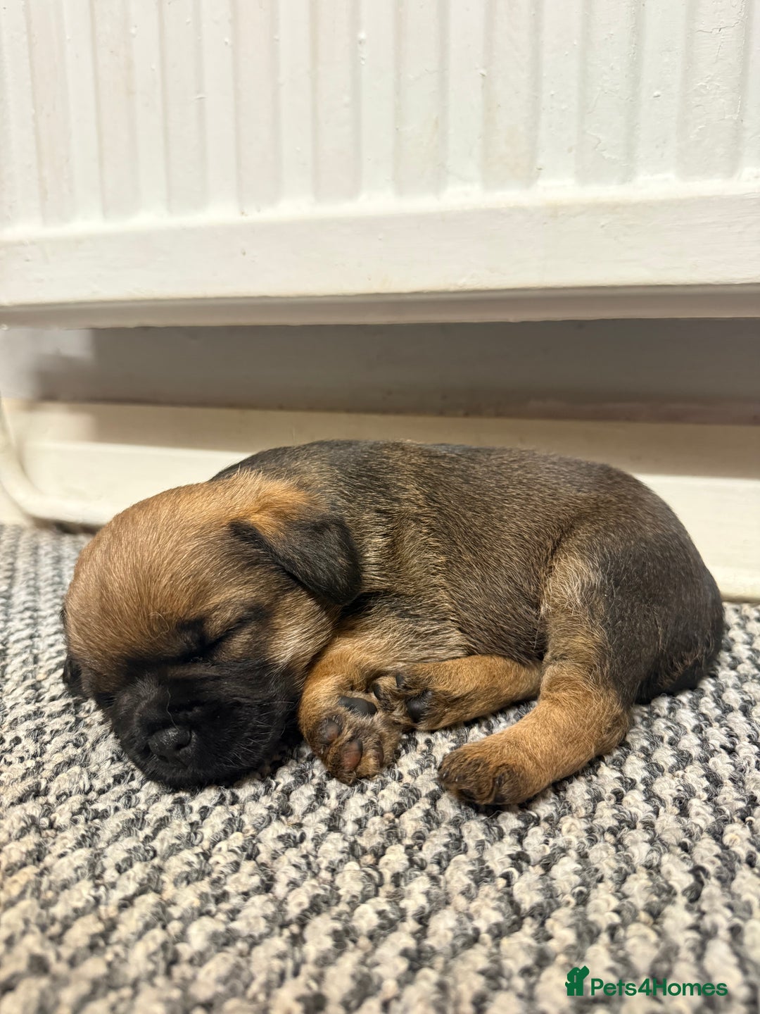 Border Terrier dogs for sale: KC Reg Border terrier pups - Advert 3