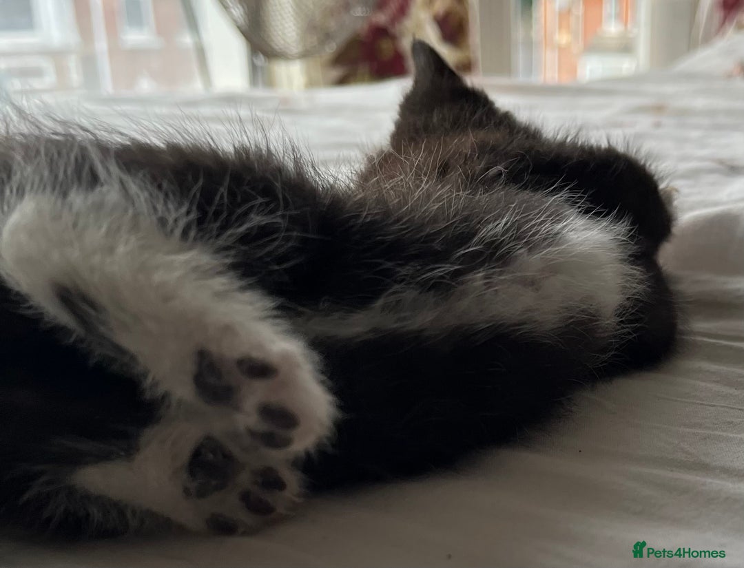 Mixed Breed cats for sale: 5 beautiful kittens  - Advert 32