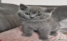 British Longhair cats for sale: british shorthair and shorthair males - Image 16