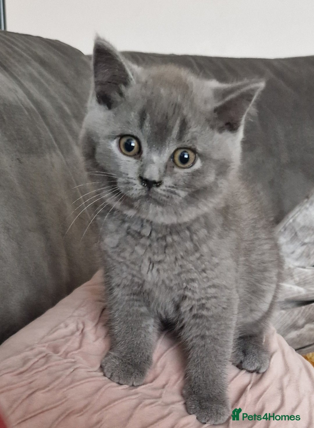 British Longhair cats for sale: british shorthair and shorthair males - Image 16