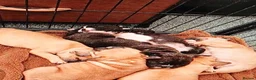 French Bulldog dogs for sale: Beautiful 8-Week-Old French Bulldog Puppies in Richmond - Advert 2