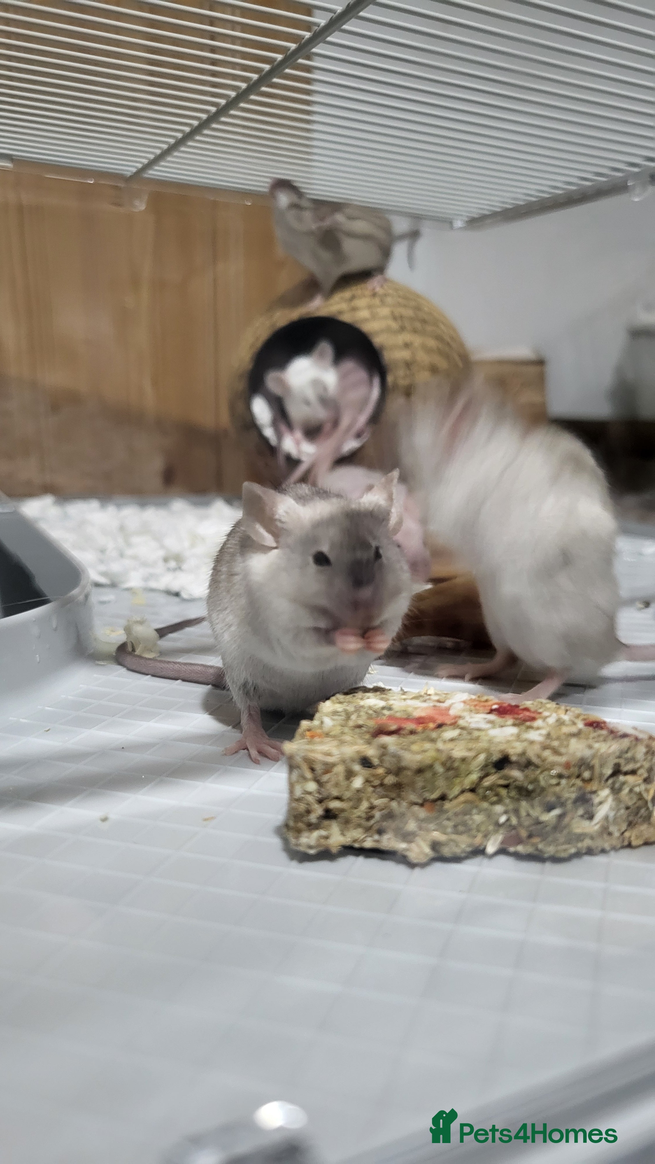 Mouse rodents Male Mice - Advert 1