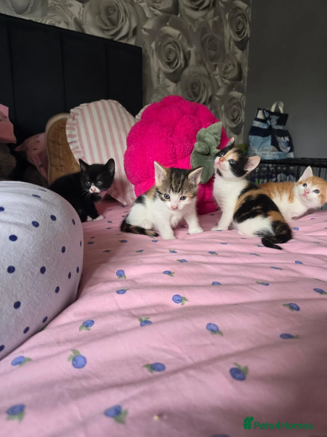 Mixed Breed cats for sale: Adorable kittens for sale  - Advert 2