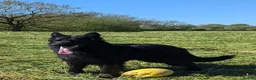 German Shepherd dogs for sale: Fully healthy tested parents, quality pups. - Advert 7