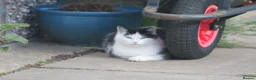 Mixed Breed cats for sale: 4 Mixed breed Kittens  in Boston - Advert 2