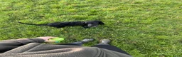Sprocker dogs for sale: Lovely 8 month old Sprocker boy  in Redditch - Advert 5