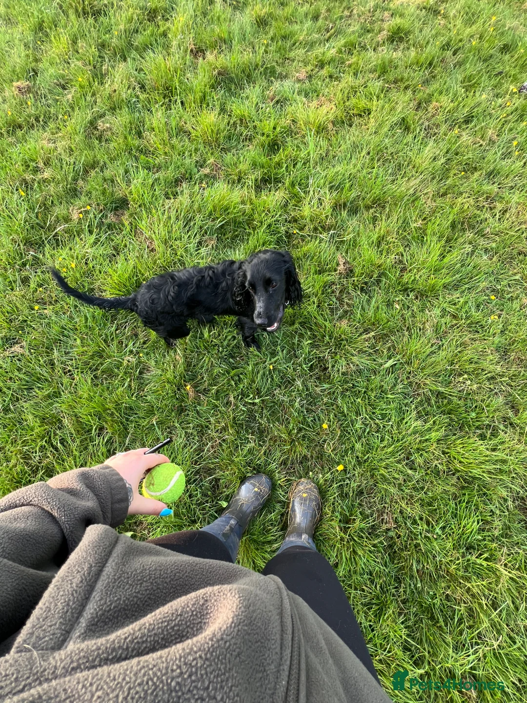 Sprocker dogs for sale: Lovely 8 month old Sprocker boy  in Redditch - Advert 5