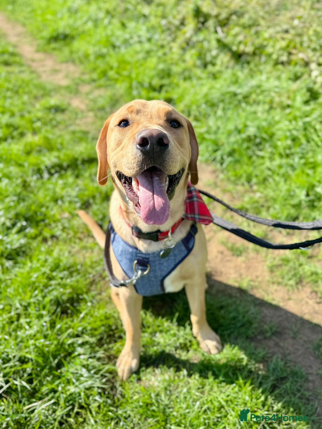 Labrador Retriever dogs for sale: 9 Month Old Fox Red & Yellow Cross Labrador - Image 2