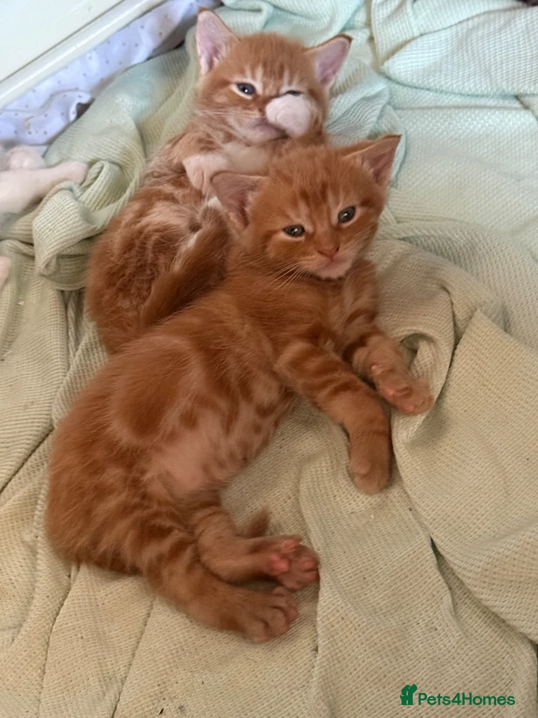 Mixed Breed cats for sale: Kittens mine coon - Advert 10