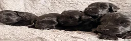 Miniature Schnauzer dogs for sale: Chunky, stunning litter of miniature schnauzers  - Advert 23