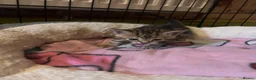 Bengal cats for sale: Beagle x  - Advert 3