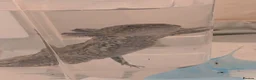 Axolotl reptiles for sale: 3 females hypo axolotl babies - Advert 15