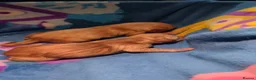 Labrador Retriever dogs for sale: Labrador puppies. PLEASE READ DESCRIPTION.  - Advert 10