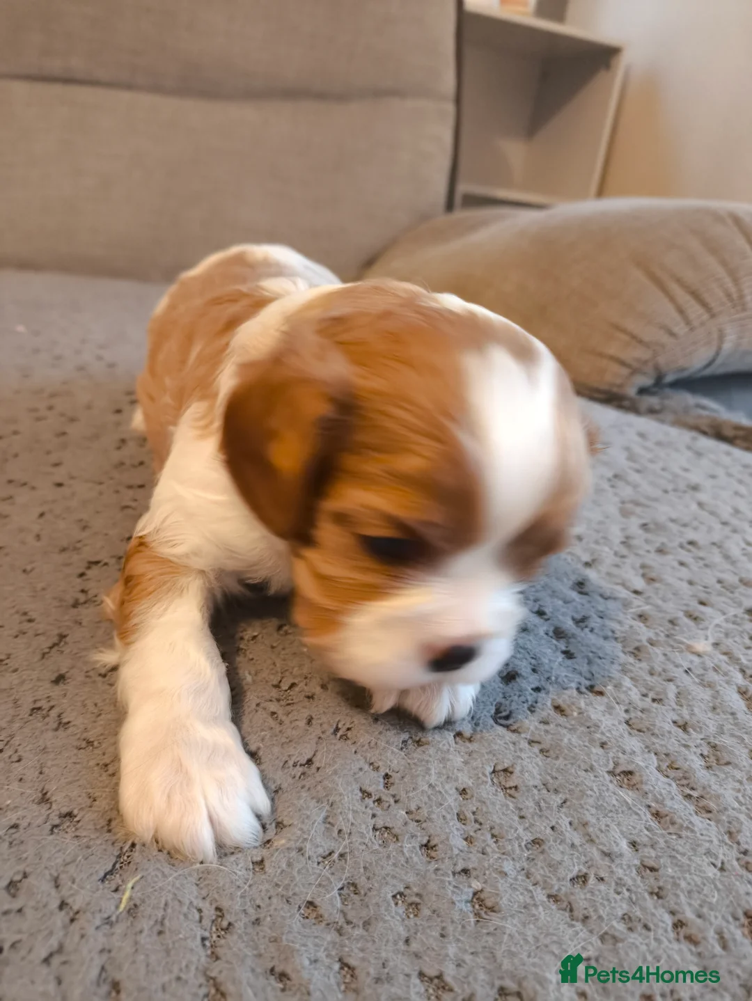 Cavalier King Charles Spaniel dogs for sale: Gorgeous little of Male Blenheim puppies - Advert 2