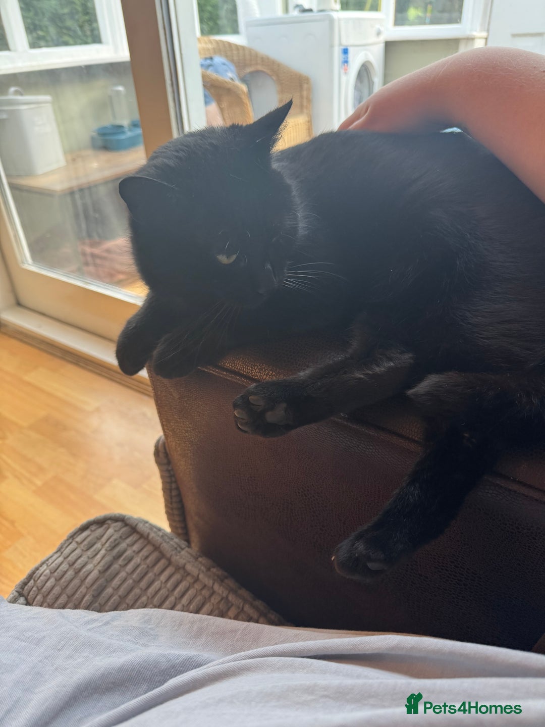 Mixed Breed cats for sale: Black Cat For Rehoming  - Advert 3