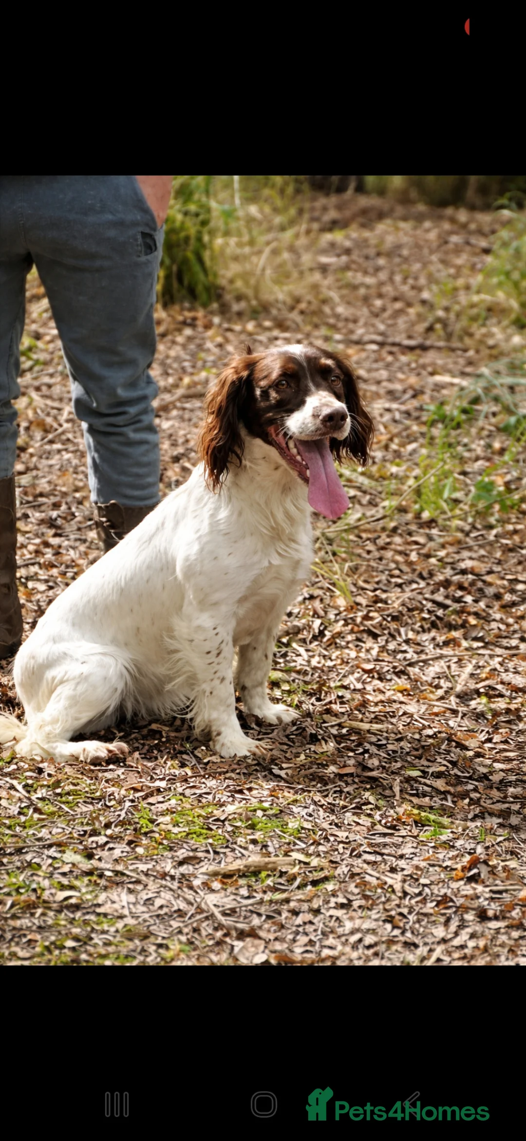 Sproodle dogs for sale: Hybrid spoodled - Advert 18