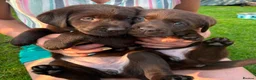 Labrador Retriever dogs for sale: Chocolate Labradors Puppies,Health Tested Parents  - Advert 3