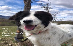 Mixed Breed dogs for adoption: Thia, approx 15 mnths old. Available for adoption  - Image 8
