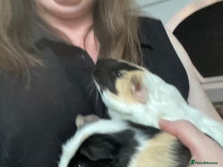 Guinea Pig rodents Friendly Guinea pigs with cage - Advert 11