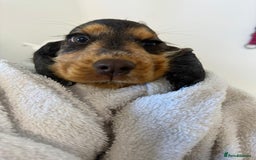 Cocker Spaniel dogs for sale: Gorgeous Tatty is seeking a fantastic family  - Image 5