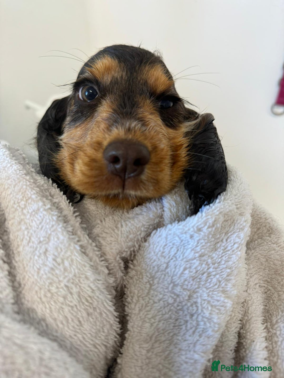 Cocker Spaniel dogs for sale: Gorgeous Tatty is seeking a fantastic family  - Image 5