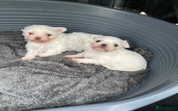 Maltese dogs for sale: Maltese puppies pedigree - Image 4