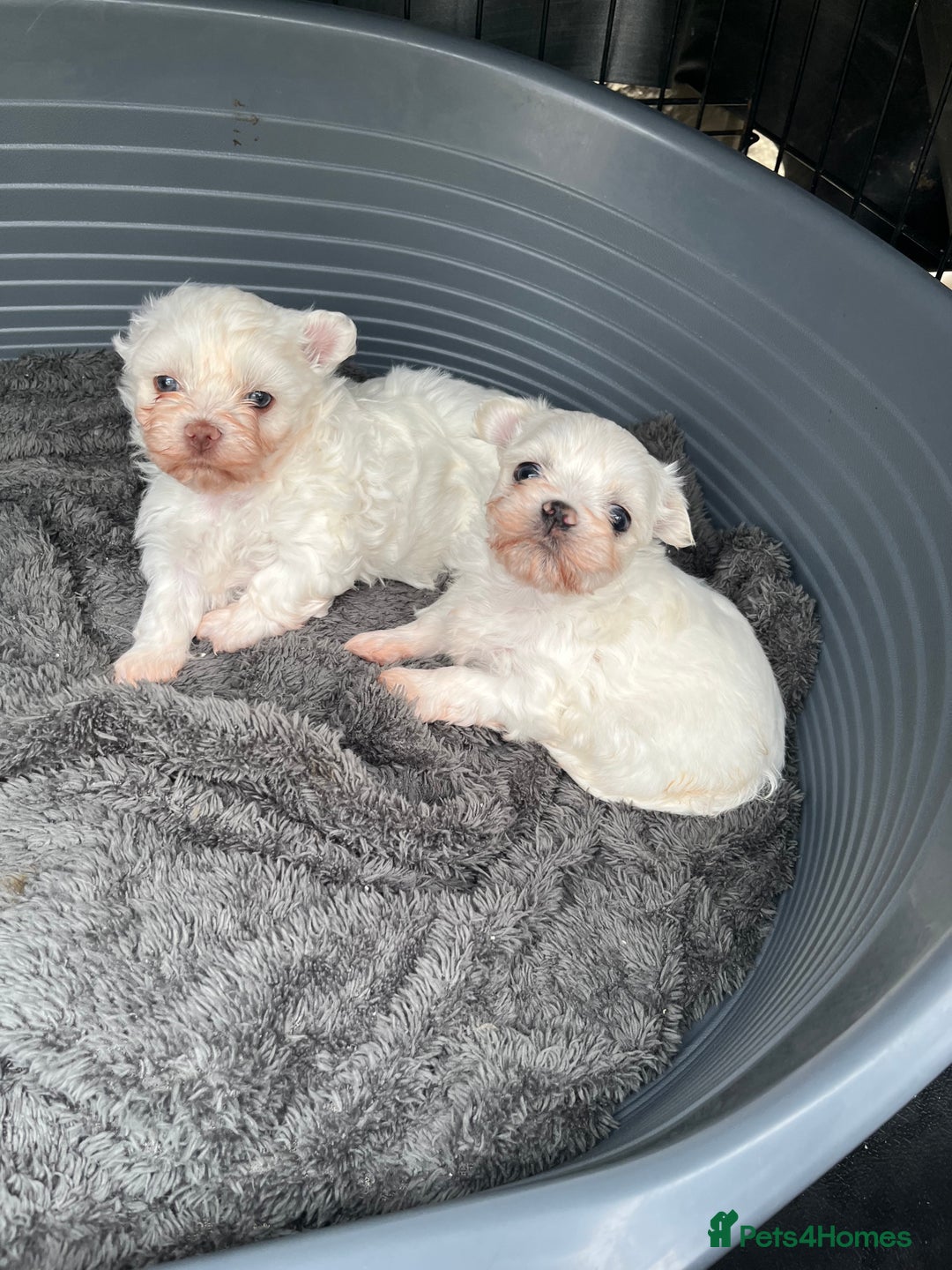Maltese dogs for sale: Maltese puppies pedigree - Image 4
